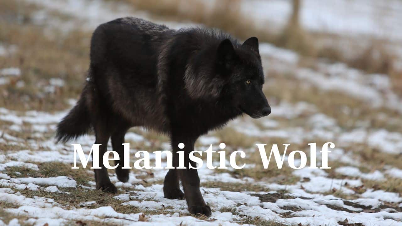 Melanistic Wolf: Uncommon and elegant, these dark-colored wolves have an air of enigma about them. Their coat colour is due to a genetic mutation, which makes them unique in the wild. (Image: Canva)