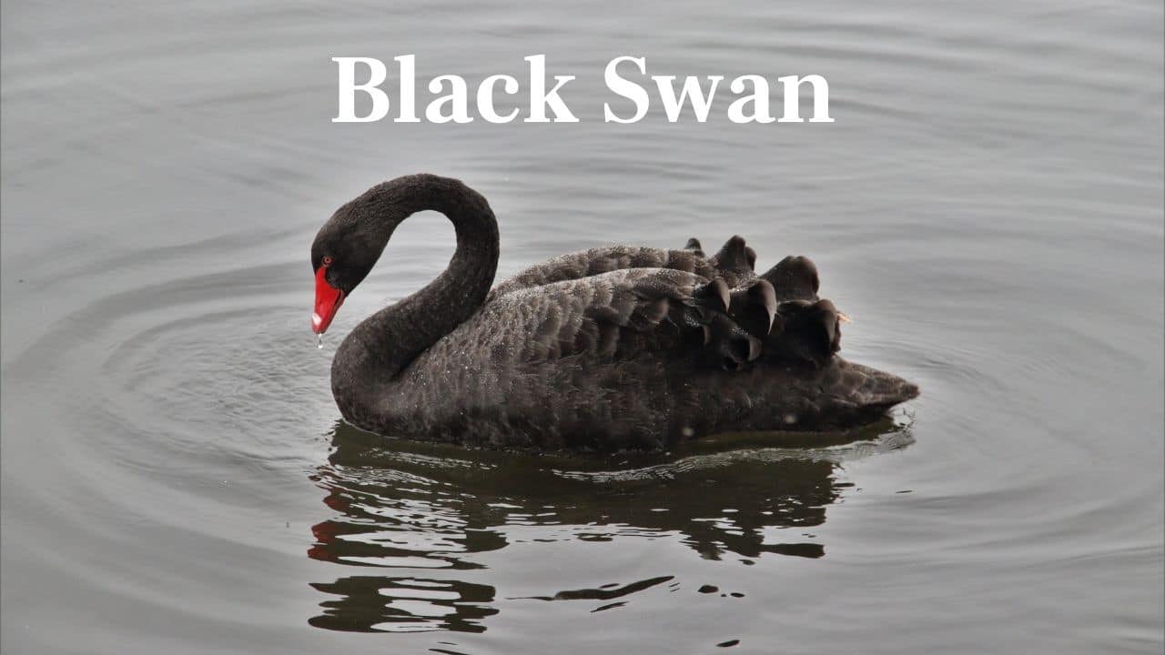 Black Swan: Native to Australia, the black swan is a beauty symbol. Its red bill and dramatic plumage make a stunning contrast. (Image: Canva)