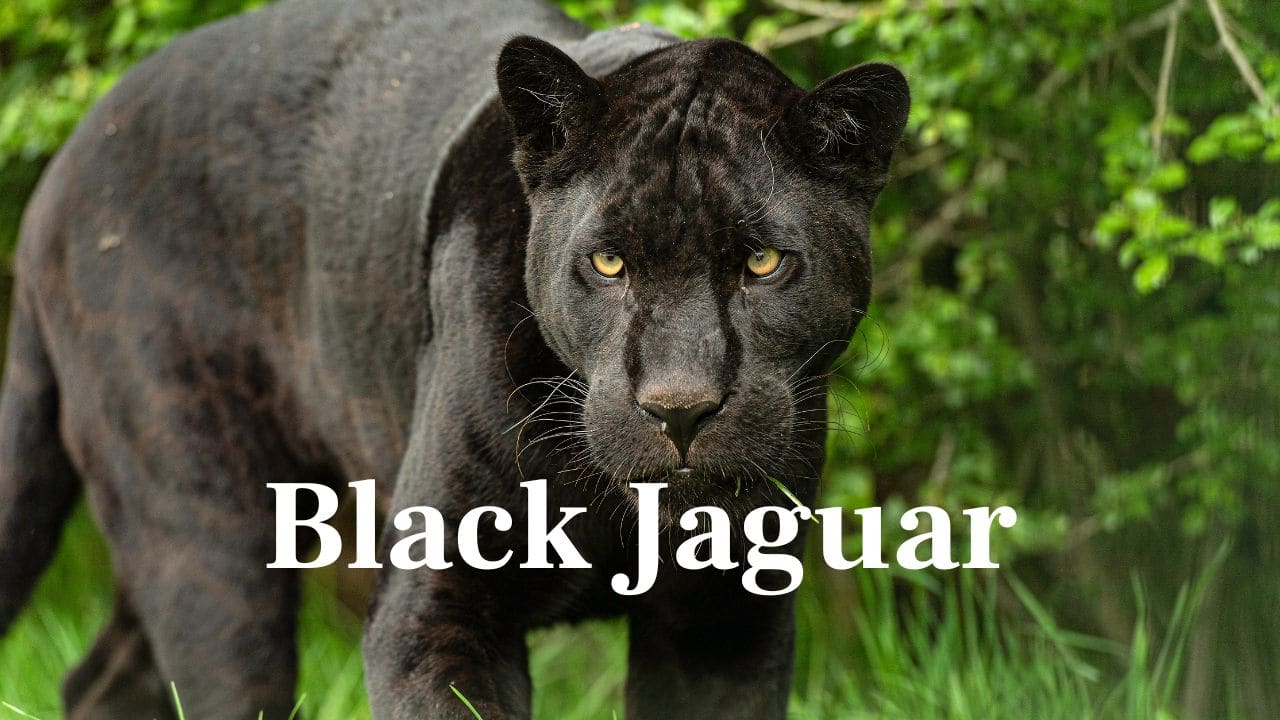 Black Jaguar: A black jaguar's coat showcases secret rosettes in the sun. These magnificent predators are beauty and strength symbols of South America. (Image: Canva)