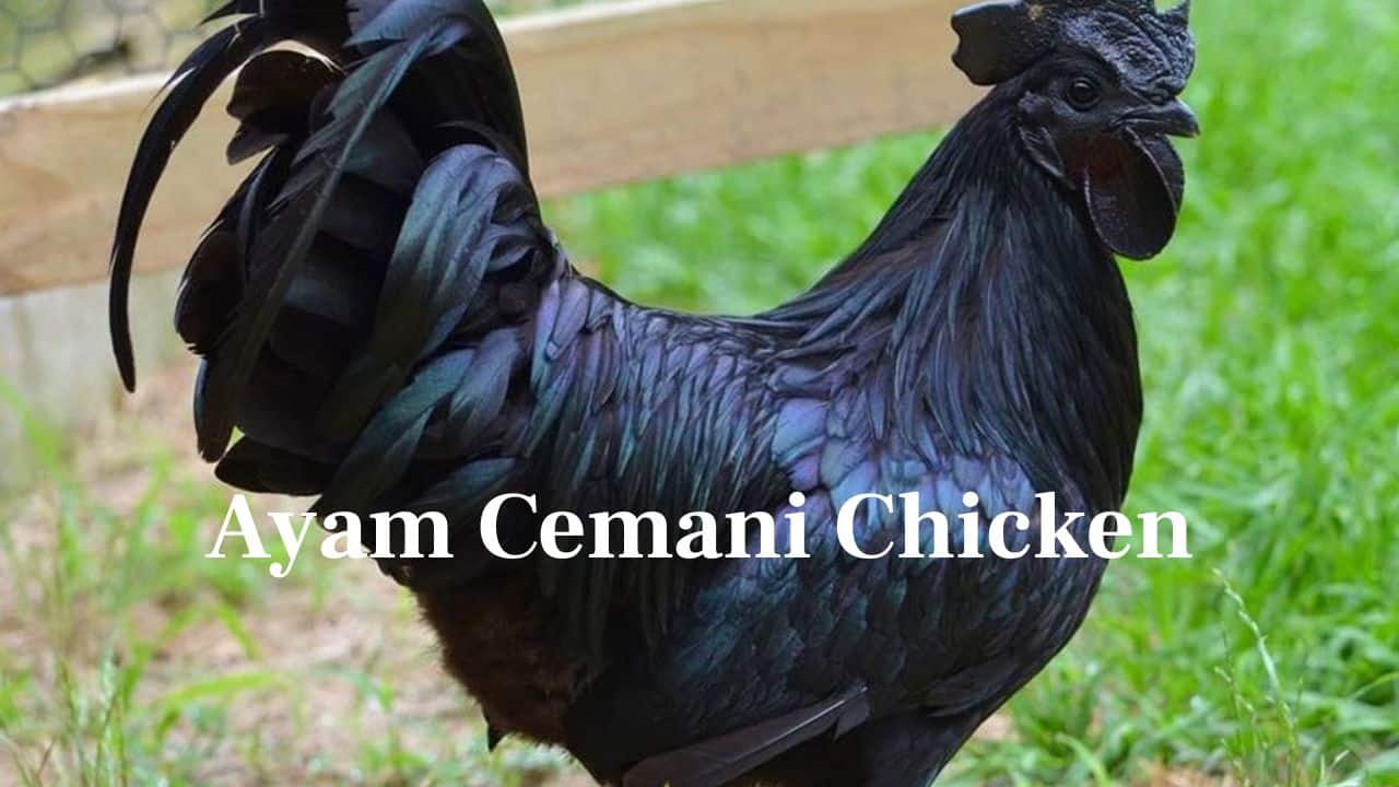 Ayam Cemani Chicken: This Indonesian chicken is black from skin to bone—even organs. Sometimes referred to as the &quot;Goth Chicken,&quot; it's prized for its uniqueness and mystique. (Image: Canva)