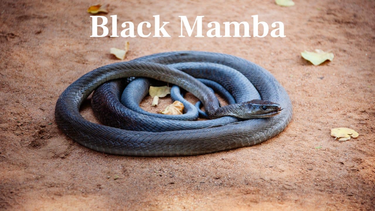  Black Mamba: One of Africa's speediest and most venomous snakes, the black mamba owes its name to its inky-black interior mouth color rather than the greyish color of its outer body. (Image: Canva)