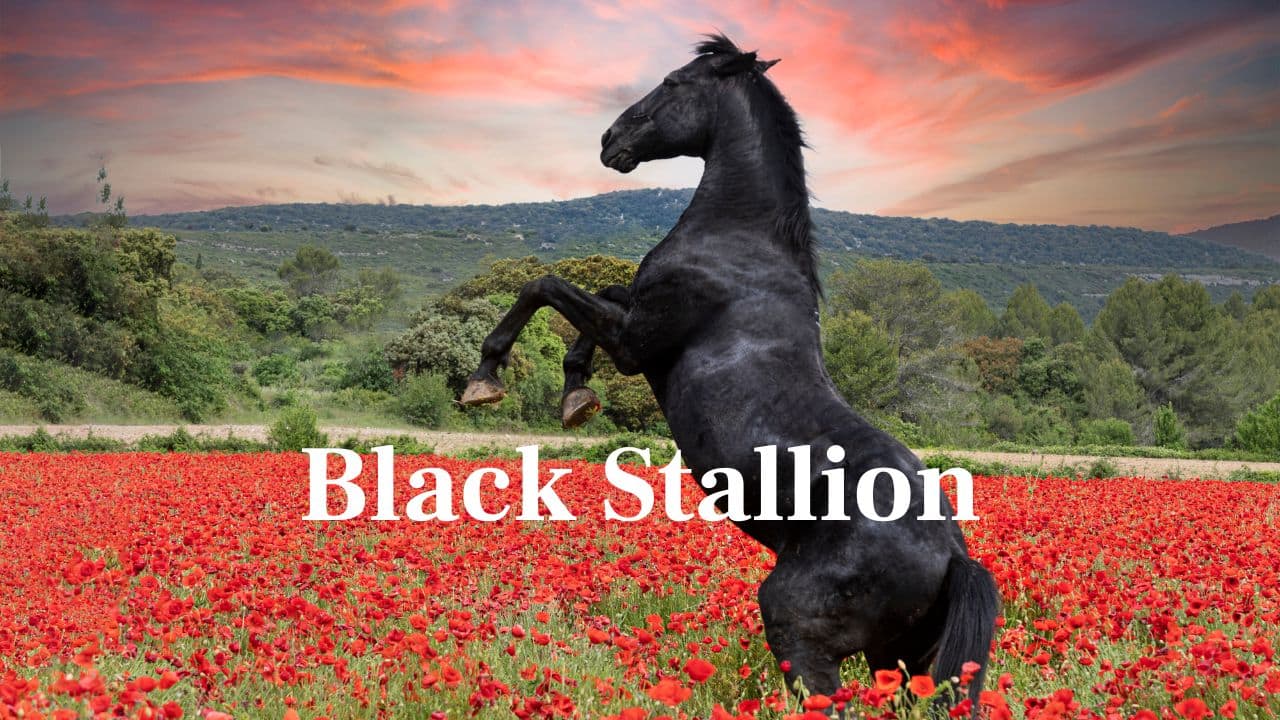 Black Stallion: Stately and authoritative, black stallions are valued for their strength and beauty. Their shiny coats and muscular bodies make them symbols of power. (Image: Canva)