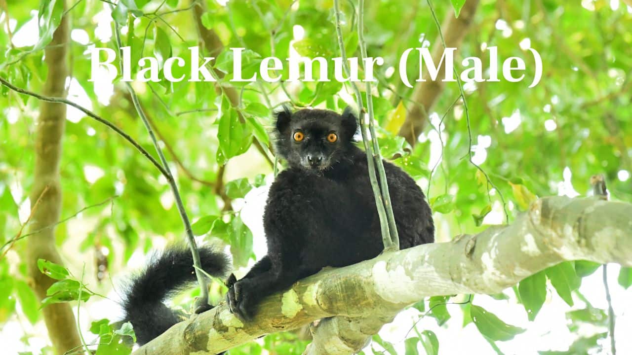 Black Lemur (Male): Male black lemurs in Madagascar possess beautiful dark fur and bright orange eyes. Their nocturnal existence only contributes to their mystique. (Image: Canva)