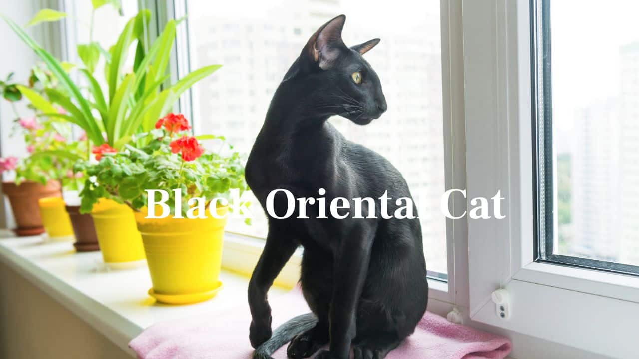 Black Widow Spider: Identifiable by its gleaming black exoskeleton and red hourglass stripe, this spider's appearance is as legendary as its venom is dreaded. (Image: Canva)