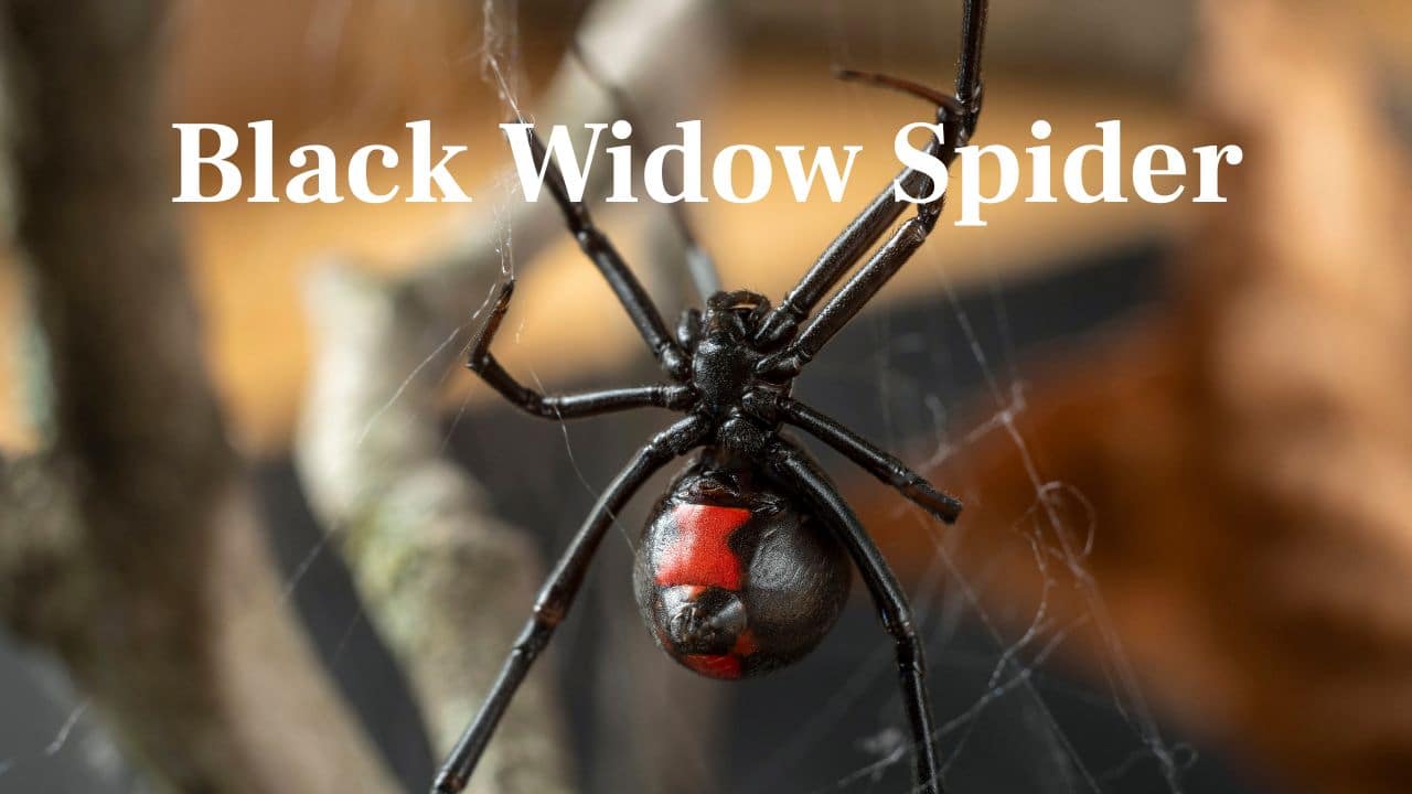 Black Oriental Cat: With green eyes and a shiny black fur, this refined cat is both warm and clever—a frequent nickname being the &quot;panther of the living room.&quot; (Image: Canva)