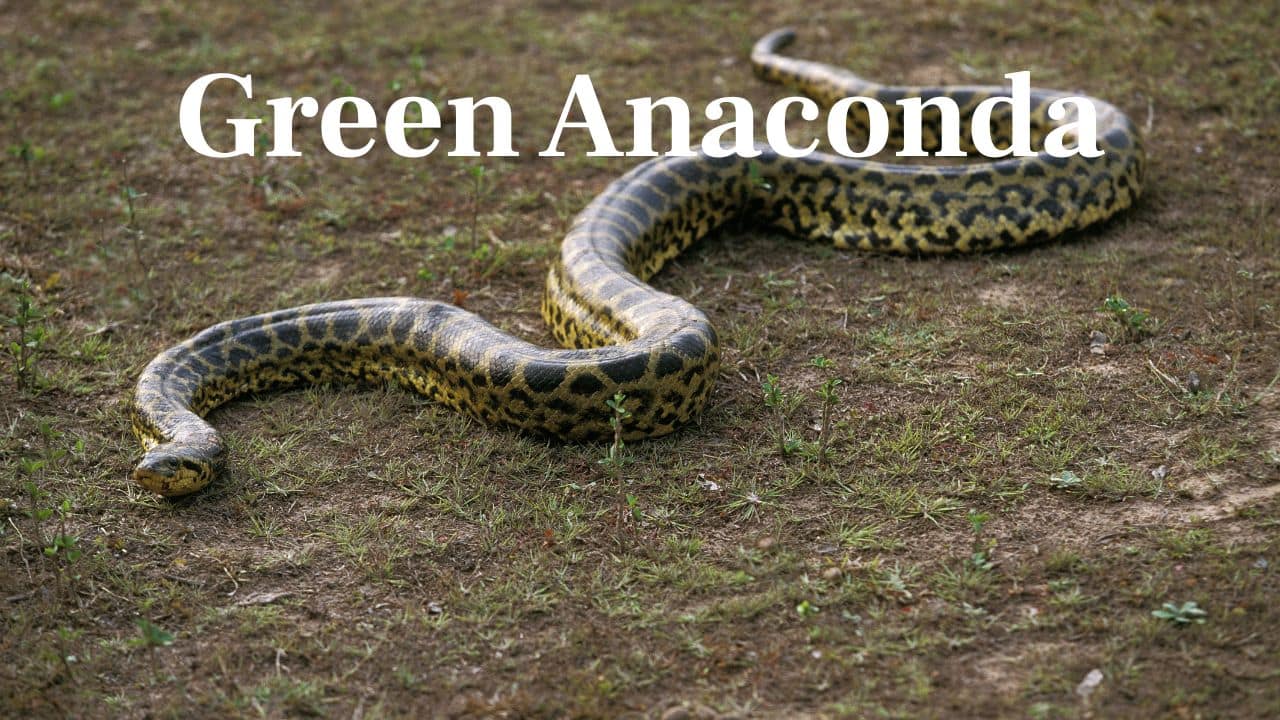 Green Anaconda: A South American giant that's enormously muscular and capable of crushing caimans, deer, and capybaras before swallowing them whole. (Image: Canva)