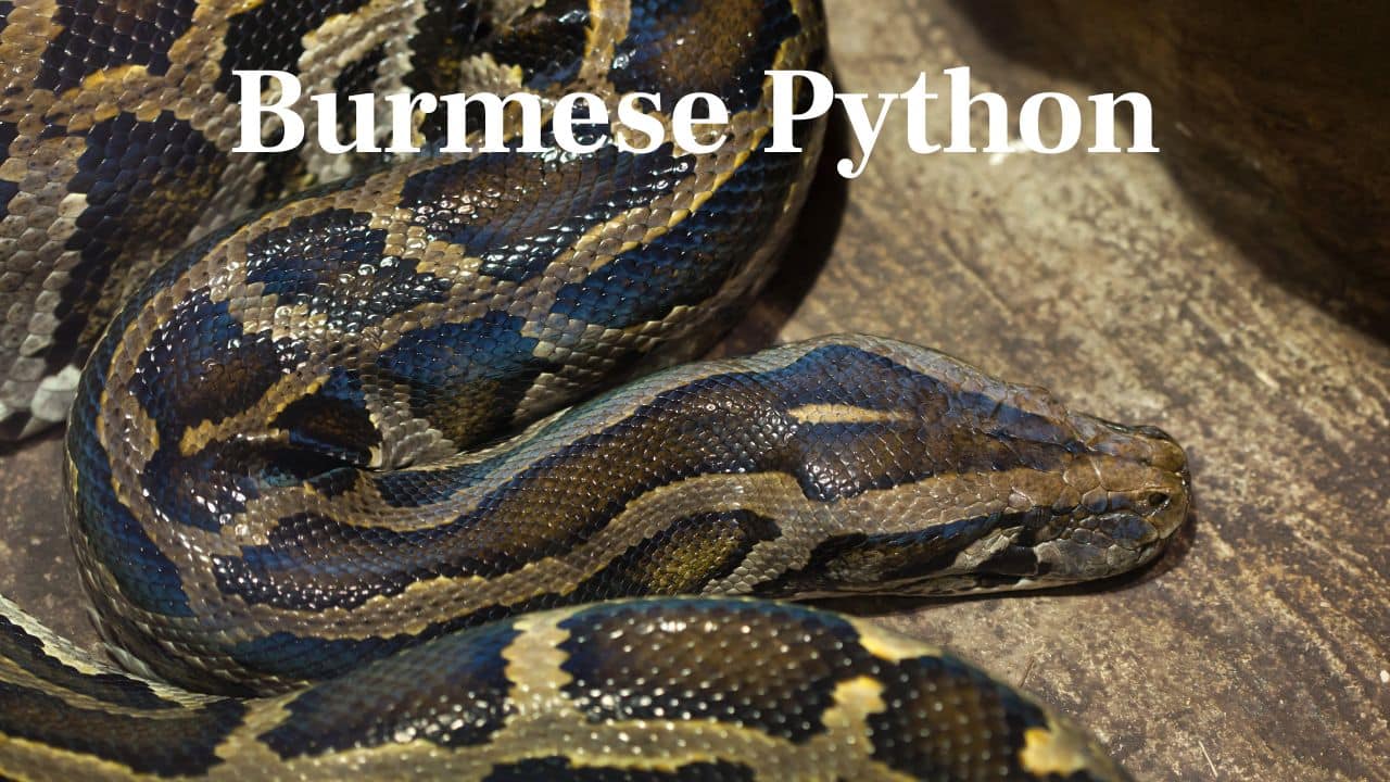 Burmese Python: Found in Southeast Asia, it's famous for overwhelming large prey such as pigs, goats, and even alligators in Florida. (Image; Canva)