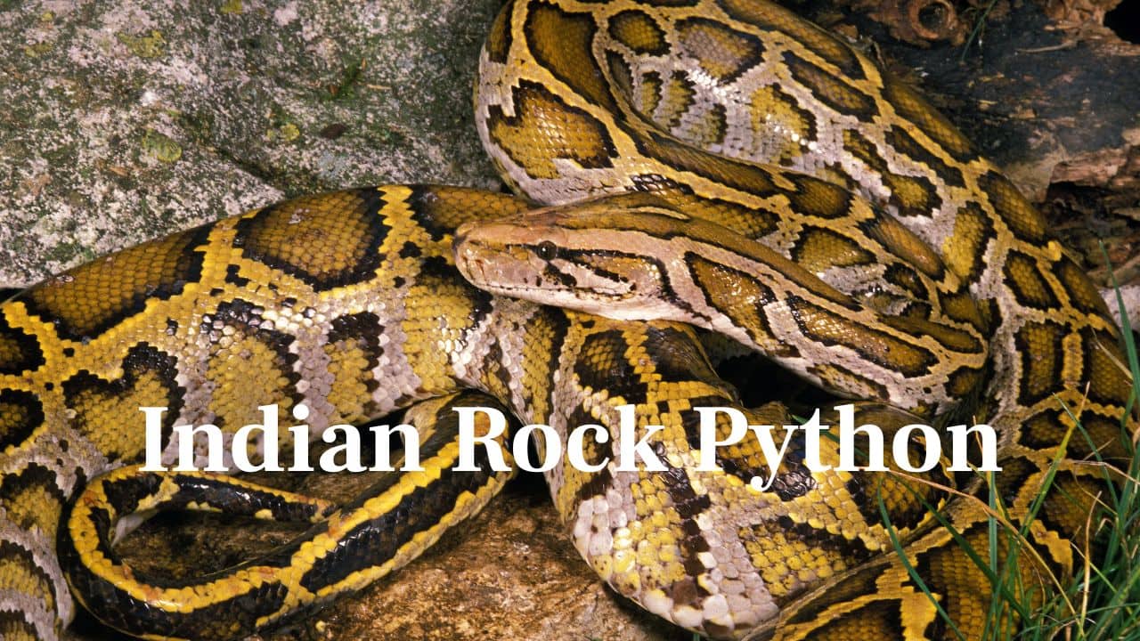Indian Rock Python: Widely distributed over the Indian subcontinent, it can crush monkeys and birds by widening its jaws to swallow whole. (Image: Canva)