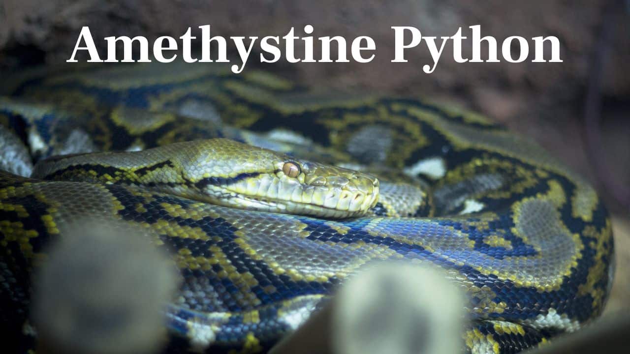 Amethystine Python: This Australian giant preys on wallabies, bats, and even household animals, employing brute strength rather than venom to slay. (Image: Canva)