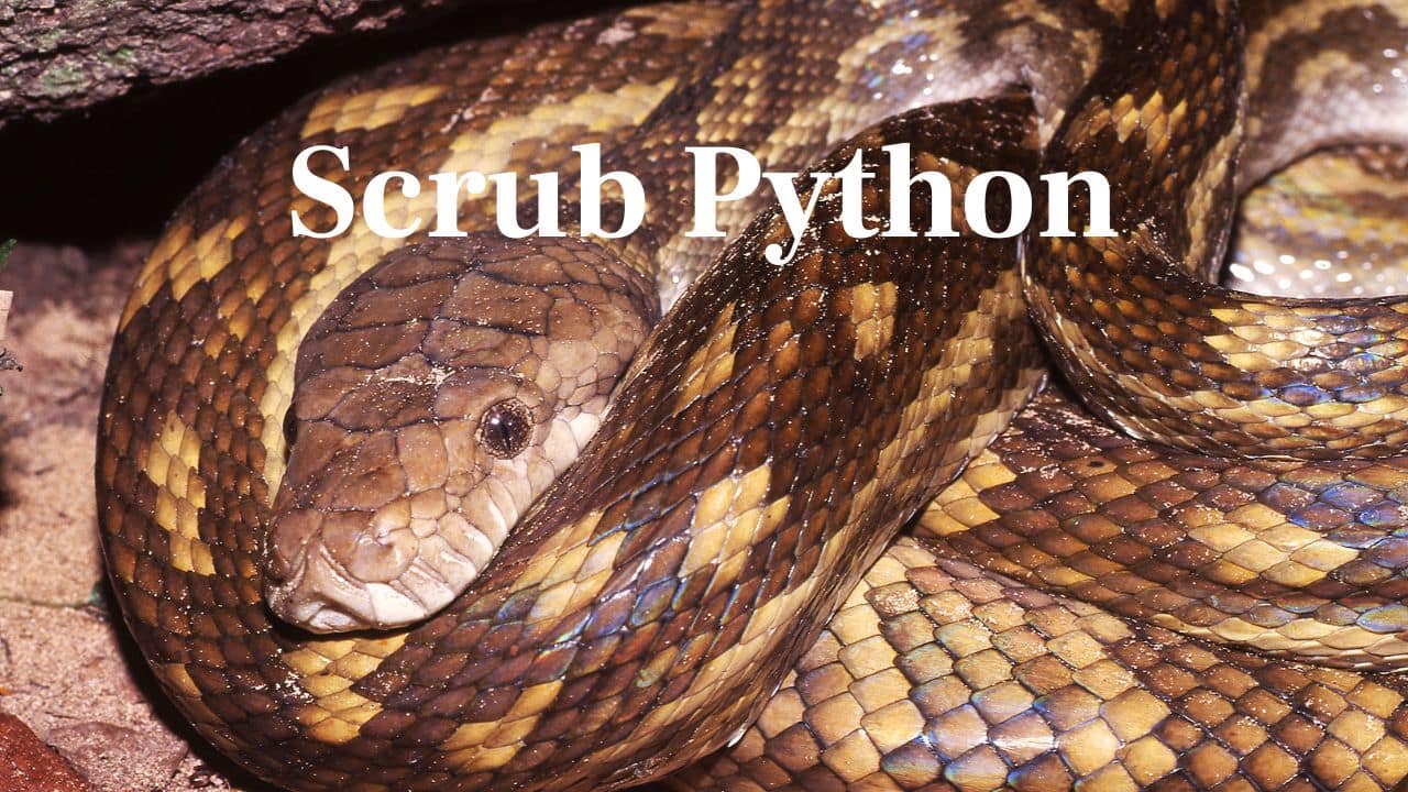 Scrub Python: Perhaps one of Australia's largest snakes, it consumes possums, flying foxes, and occasionally suburban pets. (Image: Canva)