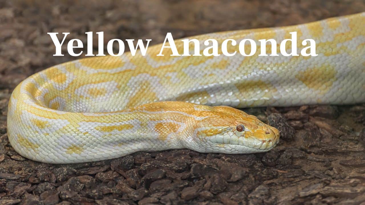Yellow Anaconda: While not as big as its green counterpart, it's still powerful enough to smash huge birds and mammals in South America's wetlands. (Image: Canva)