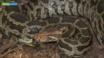 Indian Rock Python (Representative Image)