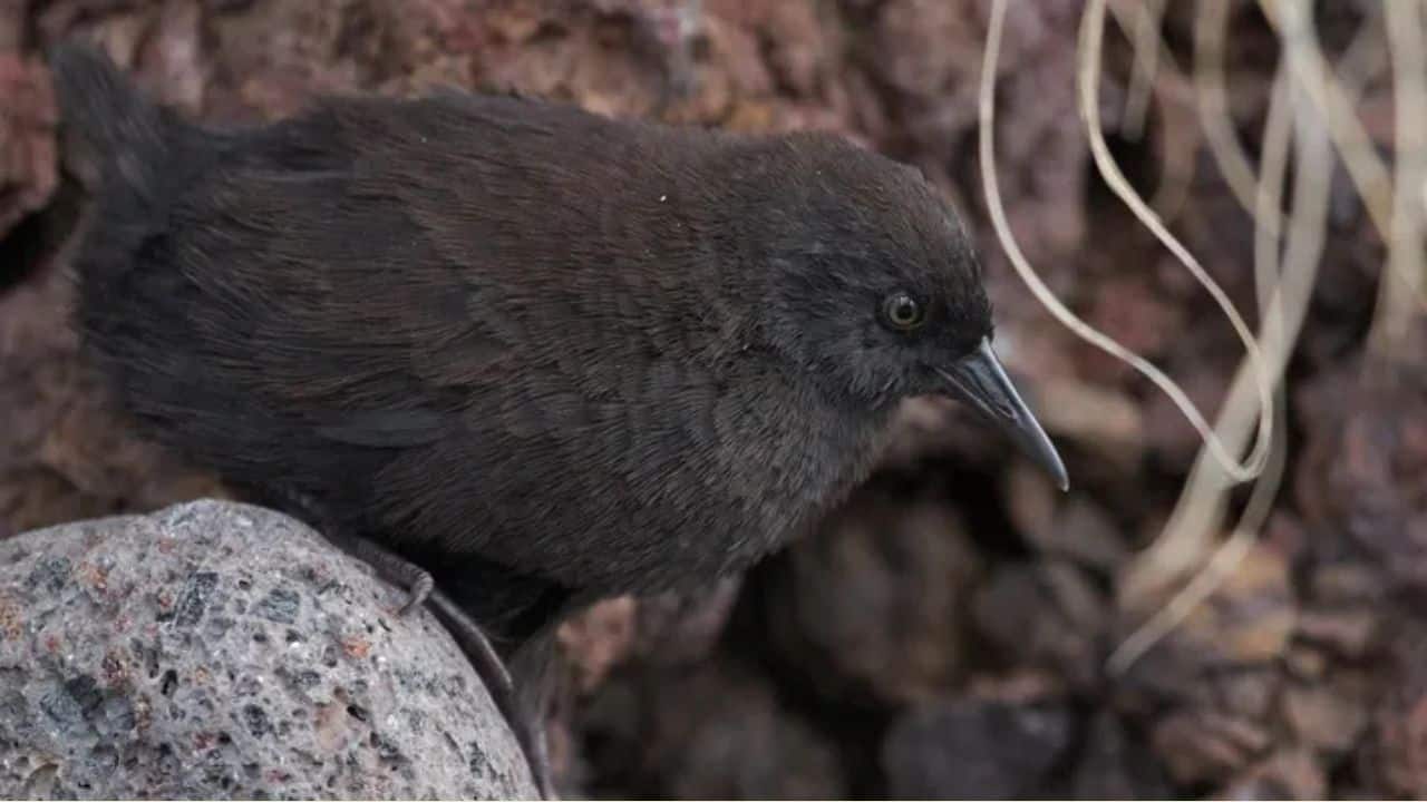 Small, swift and flightless: The secret life of World's tiniest non-flying bird found on an ‘inaccessible’ island