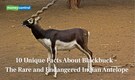 10 Unique Facts About Blackbuck – The Rare and Endangered Indian Antelope 10 Unique Facts About Blackbuck – The Rare and Endangered Indian Antelope