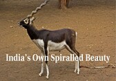 10 Unique Facts About Blackbuck – The Rare and Endangered Indian Antelope