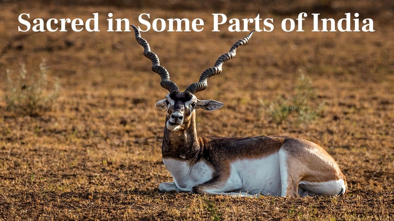 Sacred in Some Parts of India: In states such as Rajasthan, the blackbuck is sanctified and safeguarded due to religious reasons, particularly among the Bishnoi people. (Image: Canva)