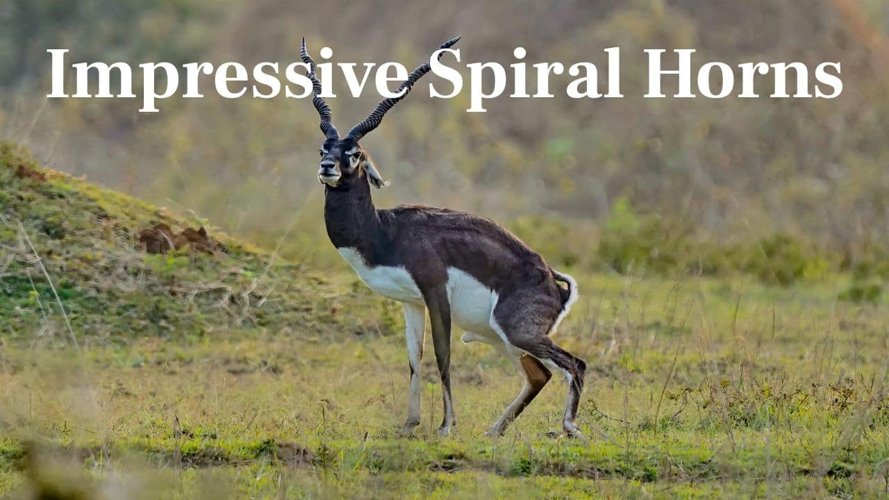 Impressive Spiral Horns: Only male blackbucks possess the characteristic spiralled horns, measuring as long as 30 inches, used during mating fights. (Image: Canva)