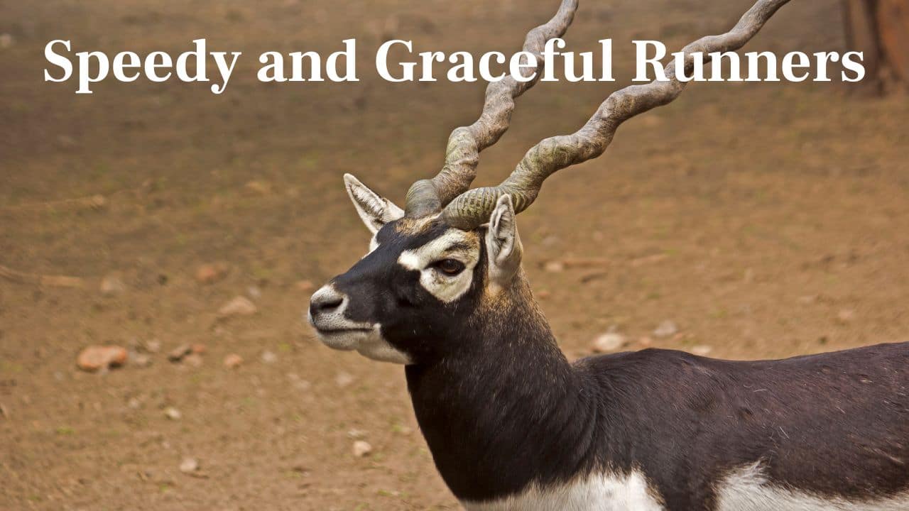 Swift and Agile Runners: Blackbucks are among the quickest antelopes, running at 80 km/h to outrun predators in the wild. (Image: Canva)