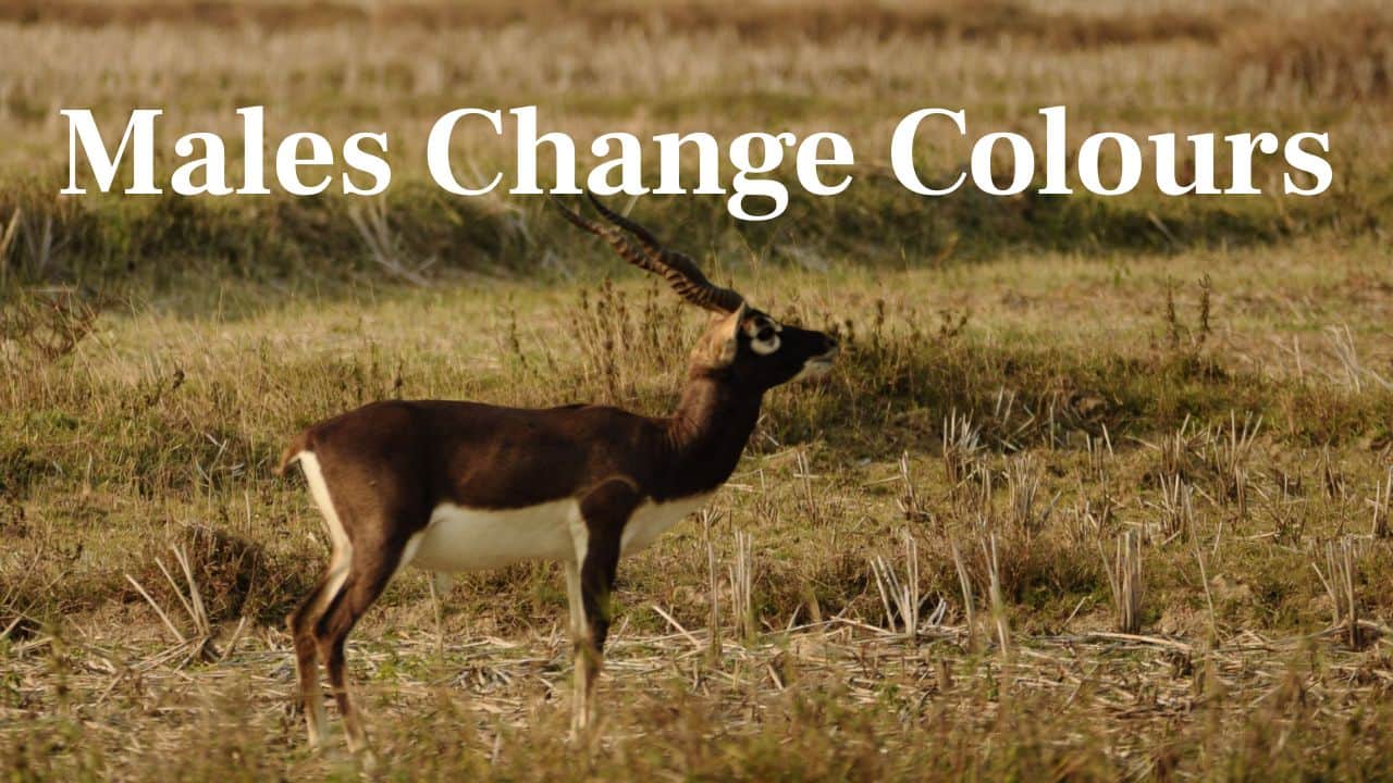 Males Change Colours: Male blackbucks become darker with age, getting a dark black-brown color whereas females and young blackbucks stay light fawn in colour. (Image: Canva)