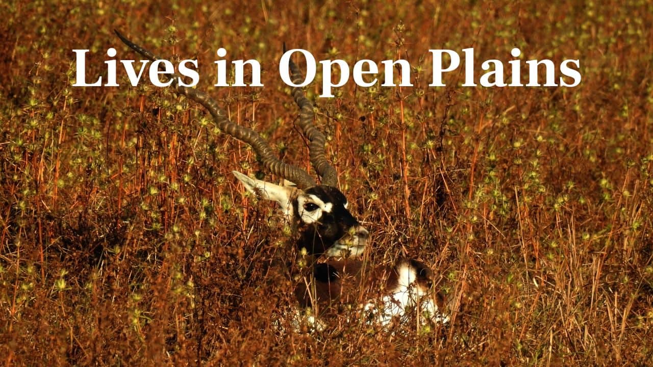 Lives in Open Plains: They like dry open grasslands and semi-desert habitats and can be seen grazing in large herds on India's flat plains. (Image: Canva)