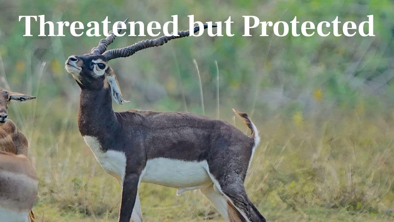 Threatened but Protected: Although threatened by habitat loss and hunting, blackbucks are now legally protected by India's Wildlife Protection Act of 1972. (Image: Canva)