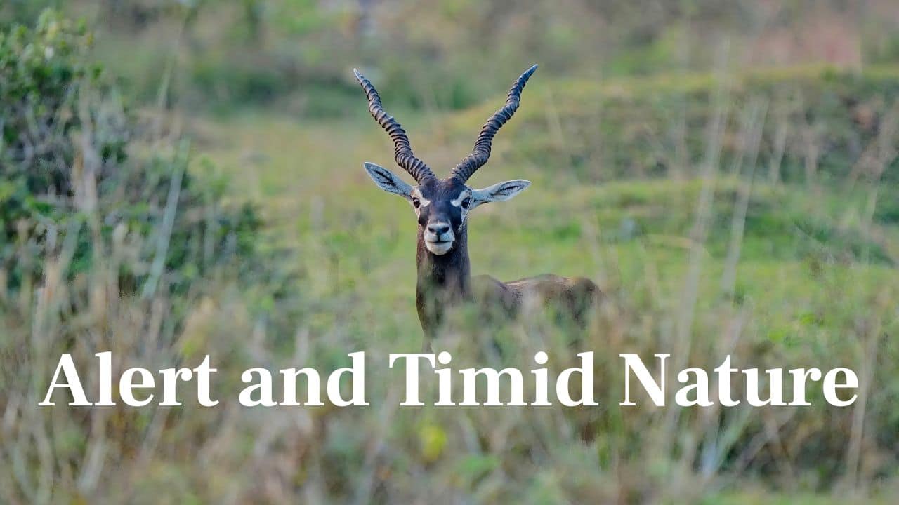 Alert and Timid Nature: Blackbucks are timid and alert creatures, never far from their herd and quickly responding to danger. (Image: Canva)