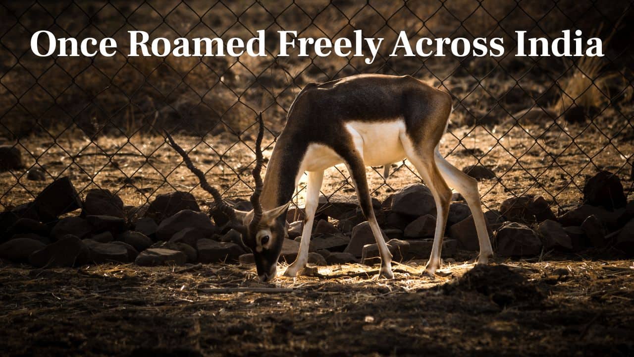 Once Roamed Freely Across India: Formerly widespread throughout the land, blackbucks currently inhabit primarily guarded reserves and parks such as Velavadar and Ranebennur. (Image: Canva)