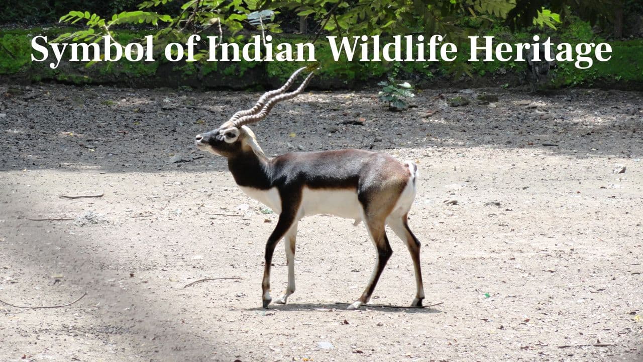 The blackbuck continues to be a symbol of India's rich wildlife heritage and a reminder of the need to preserve it for generations to come.