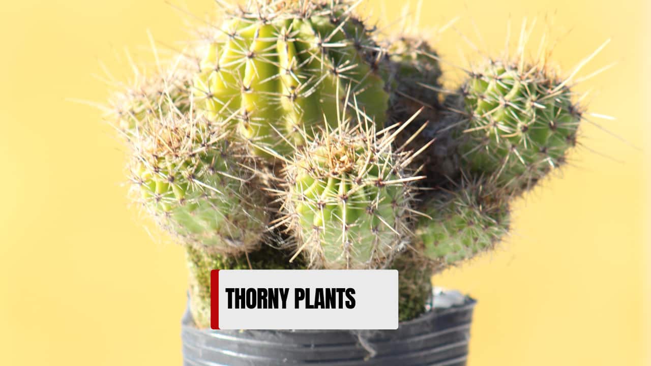 Thorny plants like cacti attract obstacles and stress. Gift green leafy plants that symbolize peace and growth instead. (image: canva)
