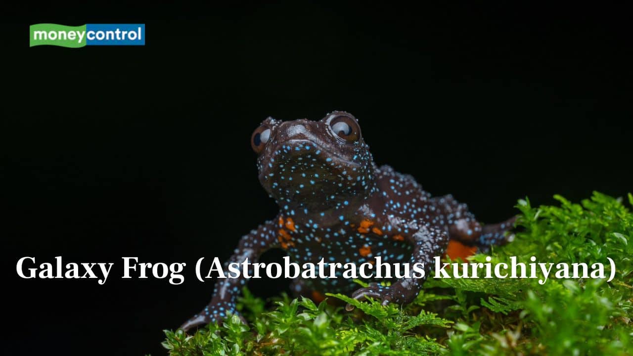 From Galaxy Frog to Mouse Deer: 10 Rare & Exotic Species Found in Nature From Galaxy Frog to Mouse Deer: 10 Rare & Exotic Species Found in Nature