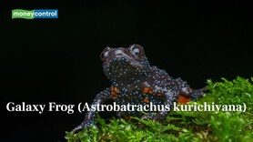 Pint-sized deer to bioluminescent frogs: Meet 10 of Earth's most exotic and rarest animals