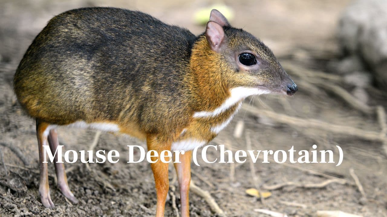 Mouse Deer (Chevrotain): A small hoofed mammal that is native to South and Southeast Asia. It has a deer-mouse hybrid appearance and is shy and nocturnal. (Image: Canva)