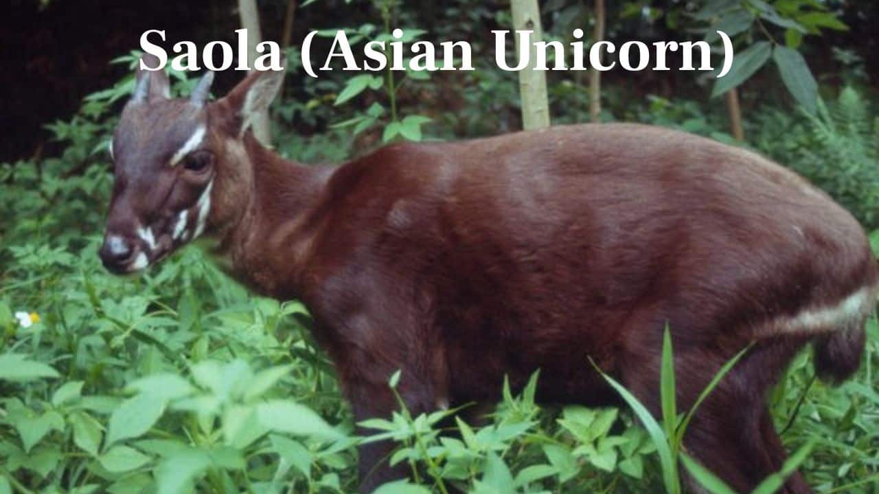 Saola (Asian Unicorn): Native to Vietnam and Laos, this rare antelope has long horns and white markings on the face. It's among the world's most endangered mammals. (Image: @theopossumthing/X)