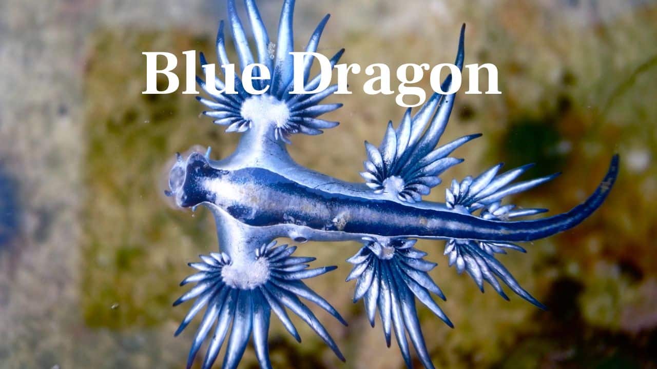 Blue Dragon (Glaucus atlanticus): This small sea slug drifts on oceans and eats deadly jellyfish. Its bright blue hue tells predators to leave it alone. (Image: Canva)