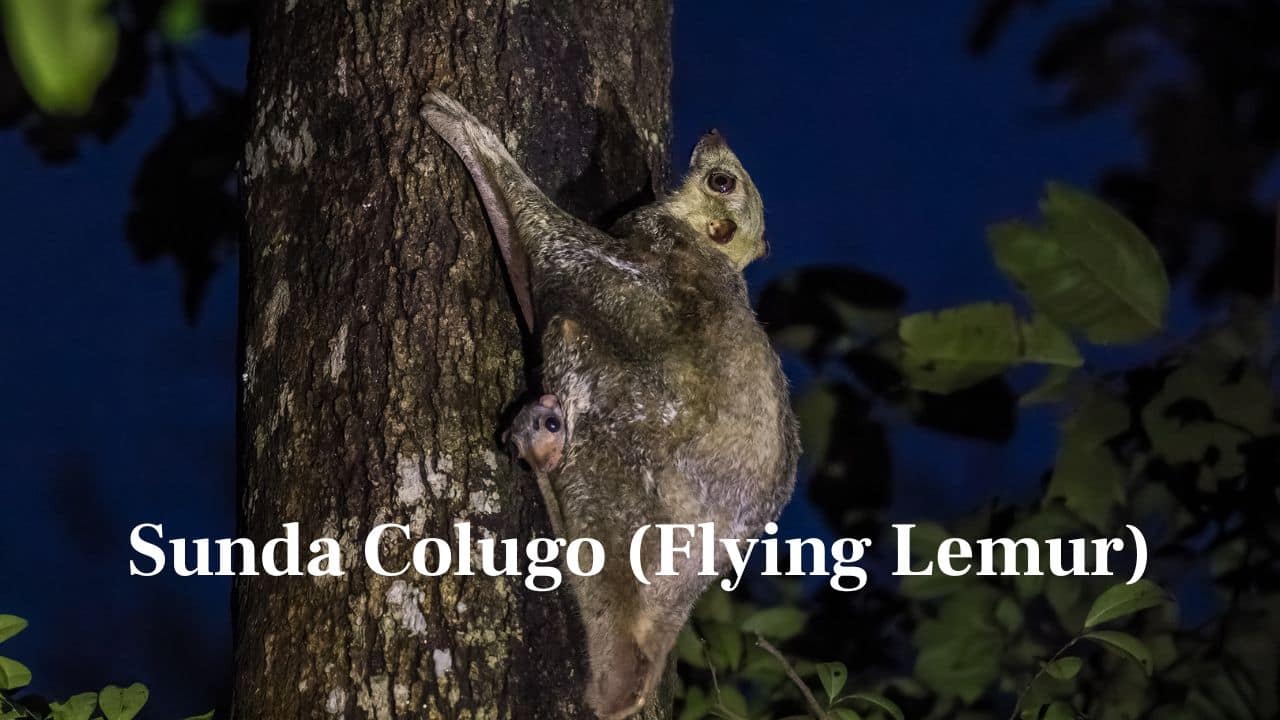Sunda Colugo (Flying Lemur): Although it does not fly, this Southeast Asian gliding mammal can glide from tree to tree using its wide, expansive skin flaps. (Image: Canva)