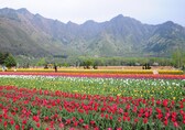 From Shikara to Kahwa: 10 soulful experiences to try in Kashmir
