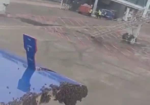 Surat airport runway drama: Bees swarm IndiGo aircraft, delay Jaipur flight