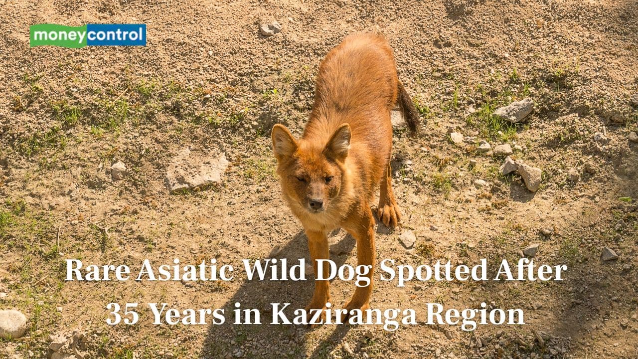 Rare asiatic wild dog spotted after 35 years in Kaziranga region, Assam