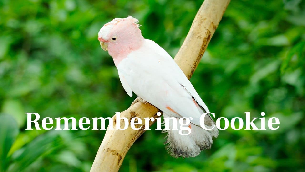 Honoring Cookie: Cookie died in 2016, but his soul continues to live on through the numerous hearts he had touched throughout the years. (Image: Canva)