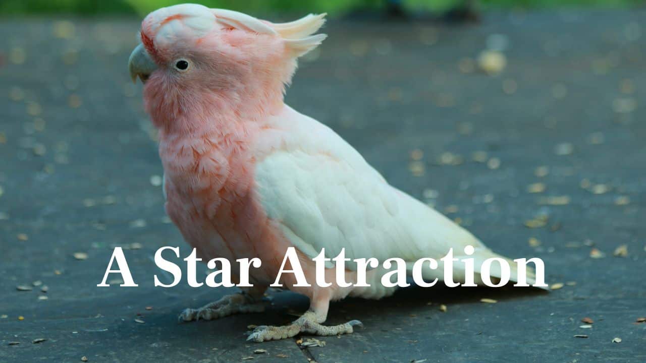 A Star Attraction: Cookie rapidly became the zoo's most celebrated and beloved animal, winning over millions of admirers in his lifetime. (Image: Canva)