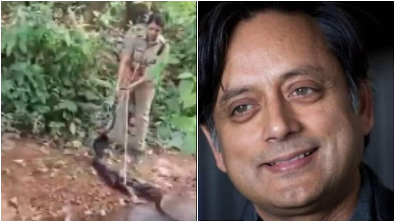 Shashi Tharoor urges Kerala government to honour forest officer who rescued 18-foot king cobra: 'Amazing...'