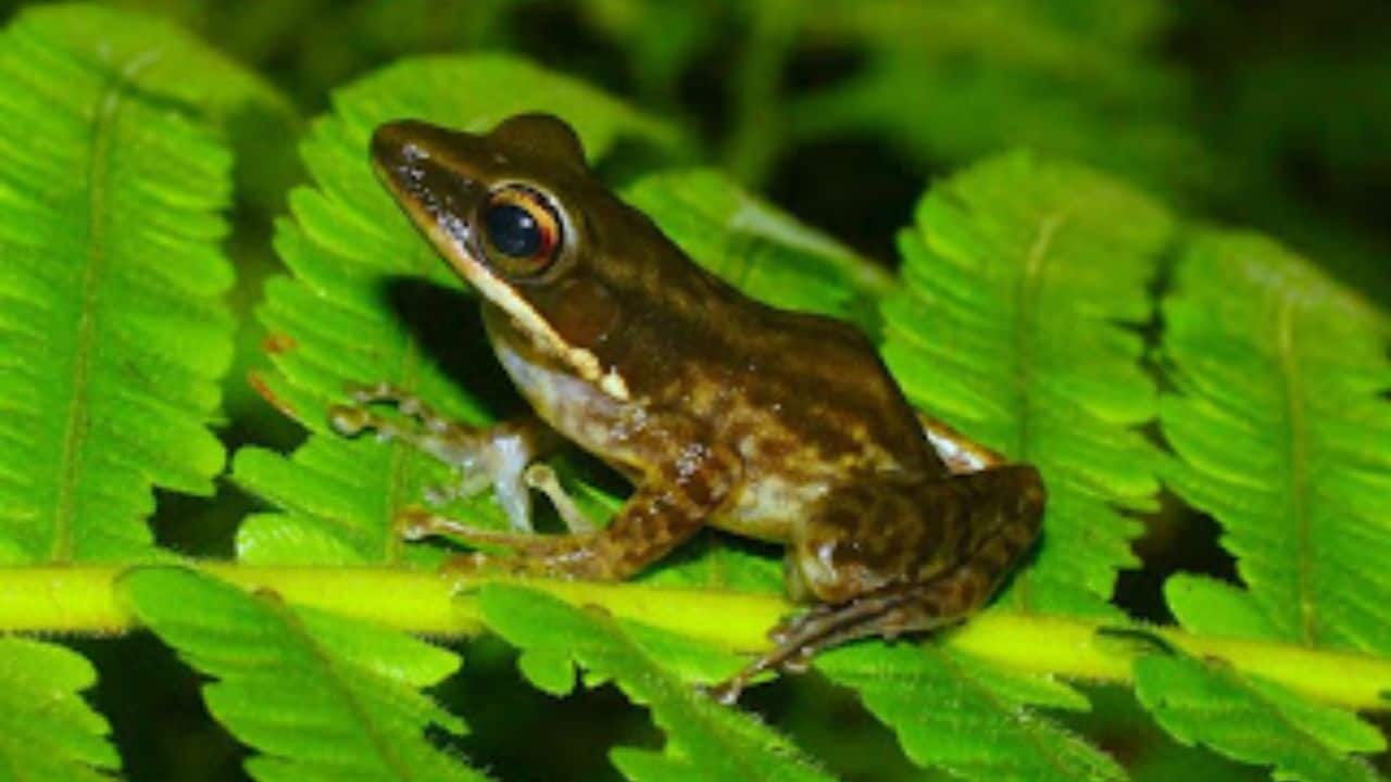 Biodiversity Boost: India documented over 1,100 new species, including 683 faunal and 433 floral discoveries in 2024