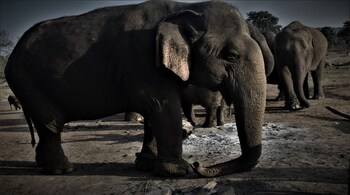 Credit: Panna Tiger Reserve X handle