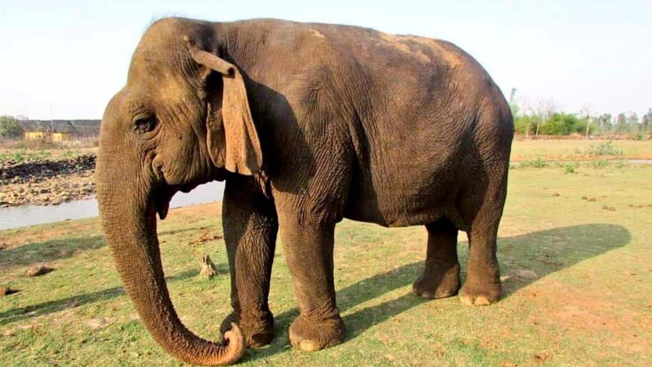 The queen of Panna falls silent