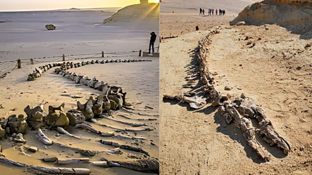 Fossilized whale skeleton in Whale Valley