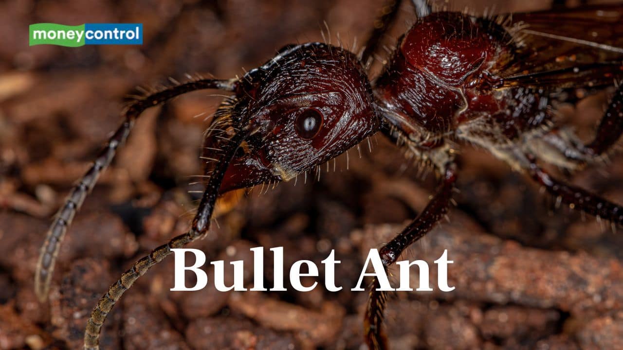 Bullet Ant: It hurts to walk on fire. Found in South America, it gives one of the most excruciating bites ever to humans. (Image: Canva)