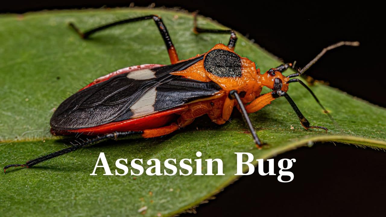 Assassin Bug: Piercing beak, it sucks out the inside of its victim. Some also carry lethal Chagas disease throughout Central and South America. (Image: Canva)