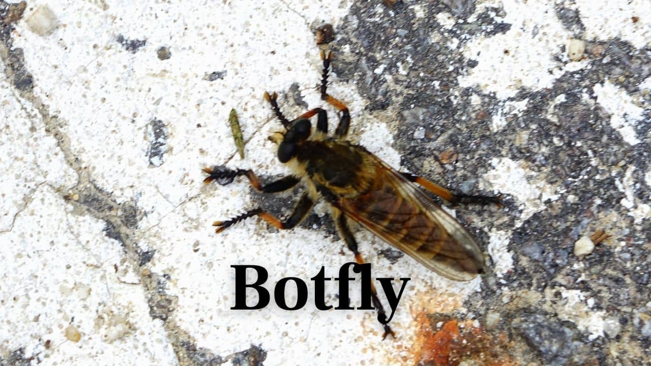 Botfly: This parasite lays eggs in human skin. Its larva squirms beneath the flesh until it's ready to emerge — absolutely nightmare fuel. (Image: Canva)