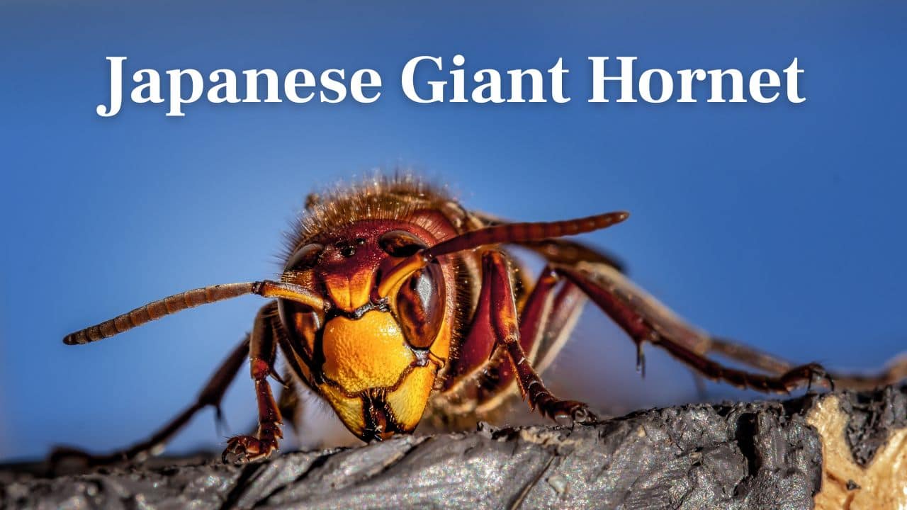 Japanese Giant Hornet: Dubbed the &quot;murder hornet,&quot; it sprays flesh-burning venom and can kill due to repeated stings. It's aggressive and feared throughout Asia. (Image: Canva)