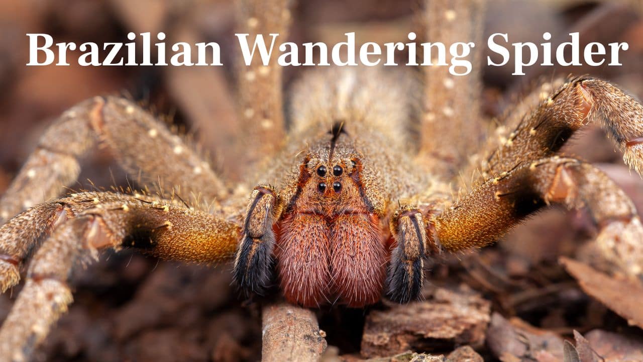 Brazilian Wandering Spider: One of the deadliest spiders in the world. Its venom can paralyze, cause extreme pain — even kill. It likes to hide in shoes or clothing. (Image: Canva)